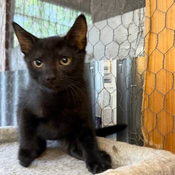 Rescue Domestic Short Hair Cats for Adoption in Jupiter, Florida - Alister | PetCurious