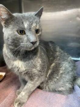 Domestic Short Hair Cats Available for Adoption - 60238387 | PetCurious