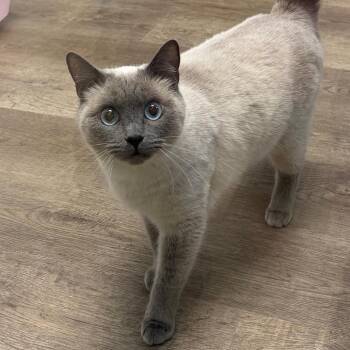 Siamese Cats Available for Adoption in Port Angeles, Washington - Bubbles | PetCurious