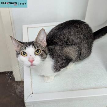 Domestic Short Hair Cats Available for Adoption - Pookie | PetCurious