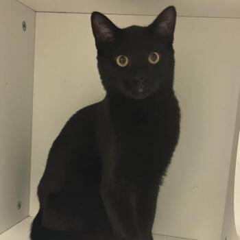 Magnus -  Domestic Short Hair Cat for Adoption in Dayton, Ohio - Magnus | PetCurious