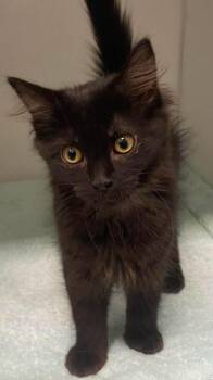 Domestic Long Hair Cats Available for Adoption in Delson, Quebec - Ivy | PetCurious