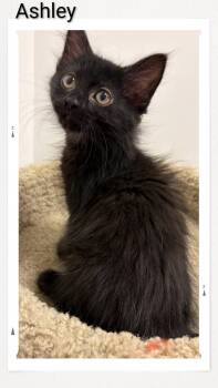 Ashley -  Domestic Short Hair Cat for Adoption in Caistor Centre, Ontario - Ashley | PetCurious