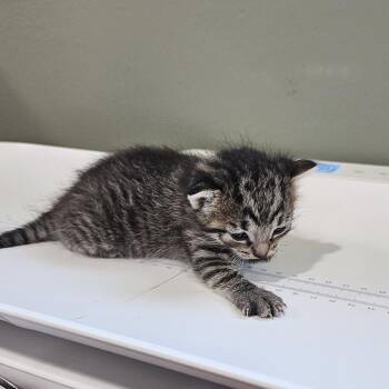 Durango -  Domestic Short Hair Cat for Adoption in Livingston, Texas - Durango | PetCurious