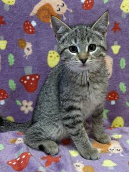 Domestic Short Hair Cats Available for Adoption in Maryville, Missouri - Hoover | PetCurious