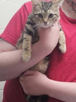 Cali -  Domestic Short Hair Cat for Adoption in Cincinnati, Ohio - Cali | PetCurious