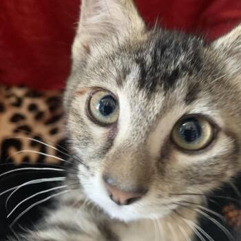 Maze -  Domestic Short Hair Cat for Adoption in Chicago, Illinois - Maze | PetCurious