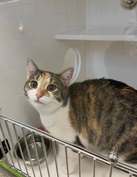 Domestic Short Hair Cats Available for Adoption in Greenfield, Indiana - Iris | PetCurious