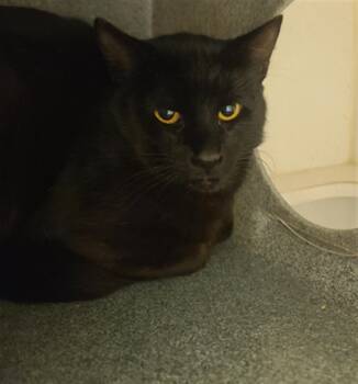 Rescue Domestic Short Hair Cats for Adoption in Hayward, California - FERDINAND | PetCurious