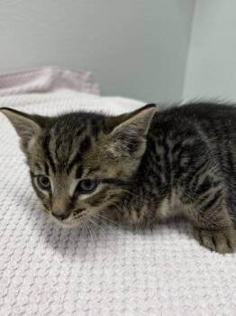 BMW -  Domestic Short Hair Cat Available for Adoption in West Chester, Pennsylvania - BMW | PetCurious
