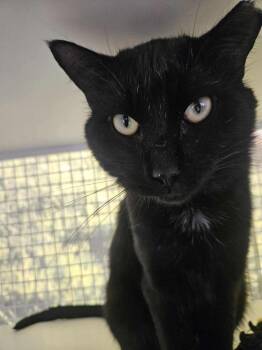 Domestic Short Hair Cats Available for Adoption in Chicago, Illinois - Pantera | PetCurious