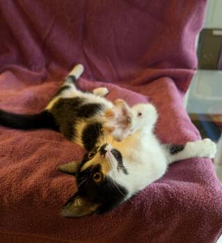 Maisie -  Domestic Short Hair Cat for Adoption in Brockport, New York - Maisie | PetCurious
