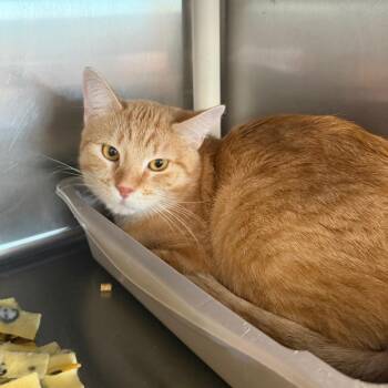 Chester -  Domestic Short Hair Cat for Adoption in Spanish Fork, Utah - Chester | PetCurious