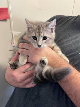 Zoey -  Domestic Short Hair Cat for Adoption in Pine Grove, Pennsylvania - Zoey | PetCurious