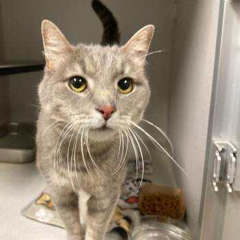 Domestic Short Hair Cats Available for Adoption in Aurora, Colorado - WREN | PetCurious