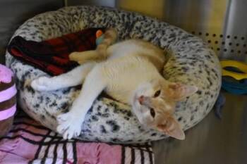 Josh -  Domestic Short Hair Cat for Adoption in Kansas City, Missouri - Josh | PetCurious