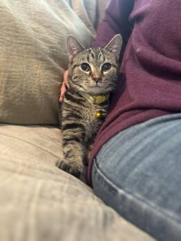 Rescue Domestic Short Hair Cats for Adoption in Gradyville, Kentucky - Tori | PetCurious