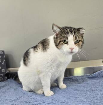 Plum -  Domestic Short Hair Cat for Adoption in Dickson, Tennessee - Plum | PetCurious