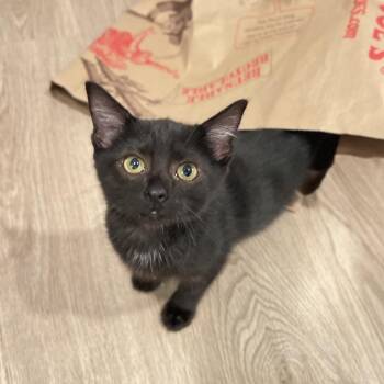Mary Kate -  Domestic Short Hair Cat for Adoption in Sunnyvale, California - Mary Kate | PetCurious
