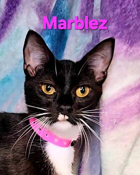 Rescue Tuxedo Cats for Adoption in Macon, Georgia - Marblez | PetCurious