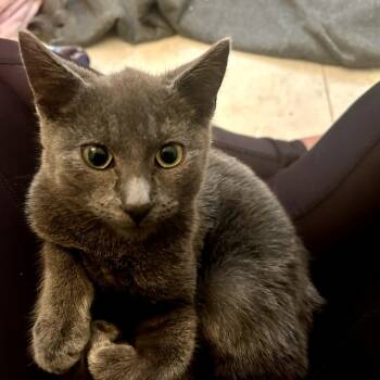 Rescue Domestic Short Hair Cats for Adoption in Victoria, British Columbia - Jinu | PetCurious