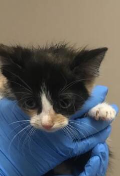 A428530 -  Domestic Short Hair Cat for Adoption in Conroe, Texas - A428530 | PetCurious
