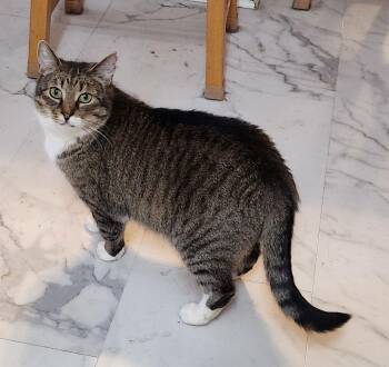 Domestic Short Hair Cats Available for Adoption - Dixie | PetCurious