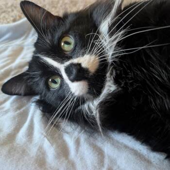Tiny -  Domestic Long Hair Cat for Adoption in Las Vegas, Nevada - Tiny | PetCurious