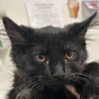 Sushi -  Domestic Long Hair Cat for Adoption in Charleston, West Virginia - Sushi | PetCurious