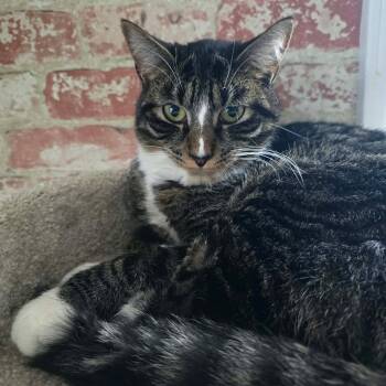 Steven -  Tabby Cat for Adoption in Huntington, New York - Steven | PetCurious
