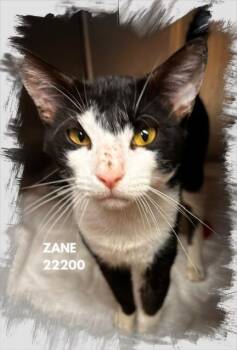 ZANE -  Domestic Short Hair Cat for Adoption in Marietta, Georgia - ZANE | PetCurious