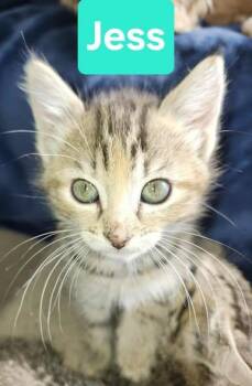 Rescue Domestic Long Hair Cats for Adoption in Okemah, Oklahoma - Tess | PetCurious