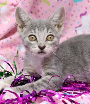 Latte -  Domestic Short Hair Cat for Adoption in Tierra Verde, Florida - Latte | PetCurious