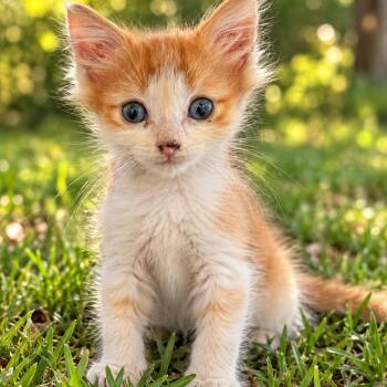 Louie -  Domestic Medium Hair Cat for Adoption in Lucedale, Mississippi - Louie | PetCurious