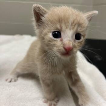 Emmet -  Domestic Short Hair Cat for Adoption in Bristol, Indiana - Emmet | PetCurious