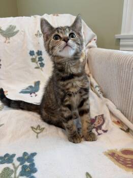 Penny -  Domestic Short Hair Cat for Adoption in Rootstown, Ohio - Penny | PetCurious