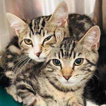 Peloton -  Domestic Short Hair Cat for Adoption in Los Angeles, California - Peloton | PetCurious