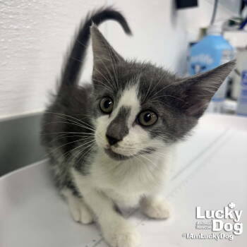 Rescue Domestic Short Hair Cats for Adoption in Washington, District Of Columbia - Presley | PetCurious