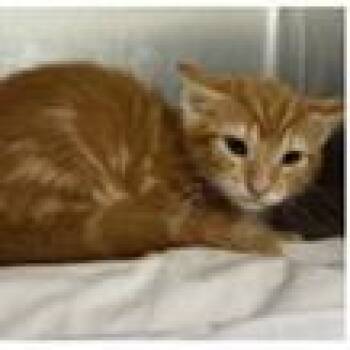 Willow -  Domestic Short Hair Cat for Adoption in Tampa, Florida - Willow | PetCurious
