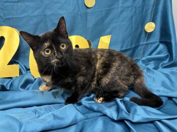 Domestic Short Hair Cats Available for Adoption - Pepper | PetCurious
