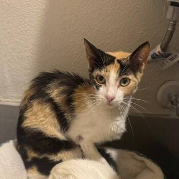 Lila -  Domestic Short Hair Cat for Adoption in Dallas, Texas - Lila | PetCurious