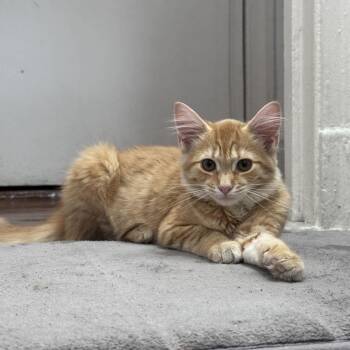 Wispy -  Domestic Medium Hair Cat for Adoption in New York, New York - Wispy | PetCurious