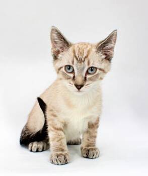 Moon -  Siamese and Domestic Short Hair Cat for Adoption in Morton Grove, Illinois - Moon | PetCurious