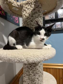 Eenie -  Domestic Short Hair Cat for Adoption in Emerald Isle, North Carolina - Eenie | PetCurious