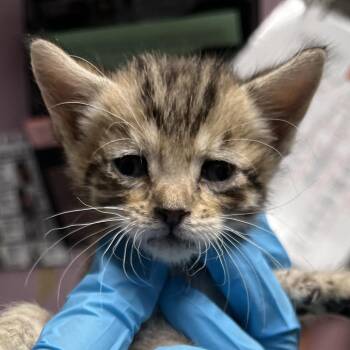 Rengar -  Domestic Short Hair Cat for Adoption in Salt Lake City, Utah - Rengar | PetCurious