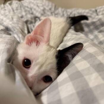 Twig C70188 -  Domestic Short Hair Cat for Adoption in Minnetonka, Minnesota - Twig C70188 | PetCurious