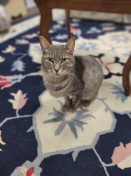 Domestic Short Hair Cats Available for Adoption in Shepherdsville, Kentucky - Jack Rabbit | PetCurious