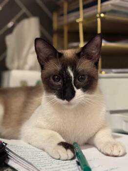 Rescue Siamese Cats for Adoption in Austin, Texas - Effie | PetCurious