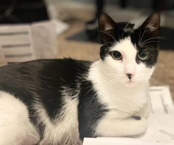 Rescue Domestic Short Hair Cats for Adoption in Mokena, Illinois - White Claw | PetCurious