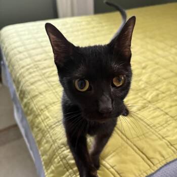 Ma -  Domestic Short Hair Cat for Adoption in South Elgin, Illinois - Ma | PetCurious